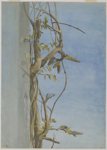 Wisteria a falon (wc papíron)