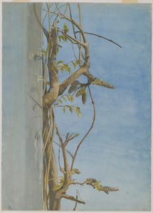 Wisteria a falon