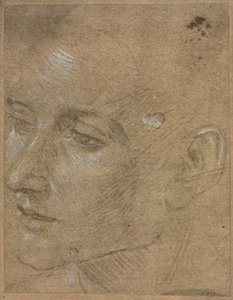 Egy fiatalember feje, 1400-as évek második fele. alkotó: Filippino Lippi