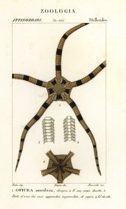 Törékeny csillag tüskésbőrű, Ophiomastix annulosa, Ophiura annulosa alkotó: Finocchi Finocchi
