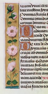 Ms. 1058-1975, f.34v: virágos szegély részlete az órák könyvéből, 1500 körül alkotó: Flemish School