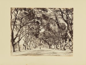 Kairó, Allée de Choubra alkotó: Félix Bonfils