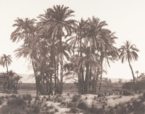 Karnak, A pontból látható datolyapálmák csoportja, 1851-52, nyomtatva 1853-54. alkotó: Félix Teynard