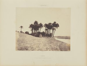 Luxor. Dátumpálmák és Luxor Expedíció kertje alkotó: Félix Teynard