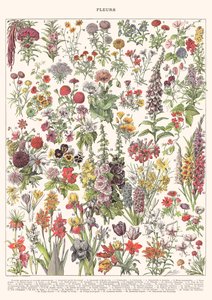 Fleur I – ASTER EDITION, 2023 (digitális) alkotó: Florent Bodart