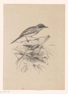 Két kismadár egy ágon alkotó: Floris Verster