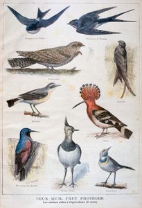 Védett és a mezőgazdaságban hasznos madarak, 1897 alkotó: Fortuné Méaulle