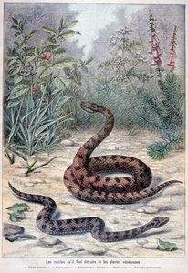 Kígyók és mérgező növények, 1897 alkotó: Fortuné Méaulle