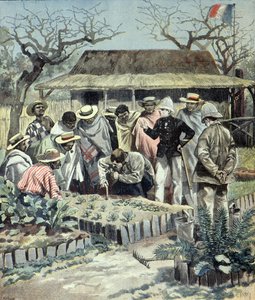 A franciák mezőgazdasági leckéket adnak az őslakosoknak Madagaszkáron 1897-ben (metszet) alkotó: Fortune Louis Meaulle