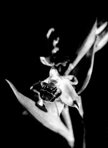 Vad orchidea (fekete-fehér fotó)
