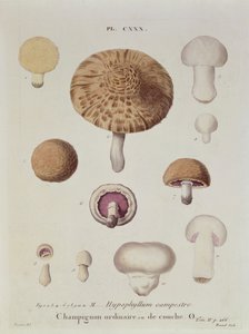 Hypophyllum campestre vagy mezei gomba, 130. tábla az „Iconographie des Champignons de J.J. Paulet, J.H. Leveille, metszett Renard, 1855 alkotó: Fossier