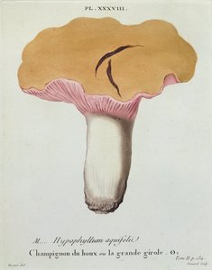 Hyprophyllum aquifolii, 38. tábla J. H. Leveille „Iconographie des Champignons de J. J. Paulet”-ből, Renard metszet, 1855 alkotó: Fossier