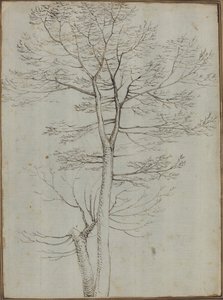 Csupasz fa [verso]