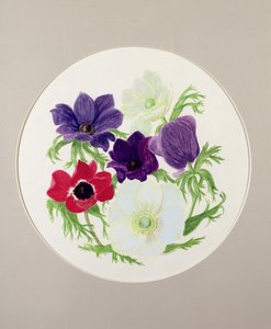 Kökörcsin alkotó: Frances Buckland