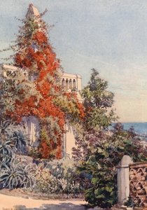 Bougainvillaea, Algír (színes litográfia)