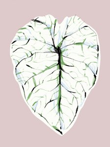  alkotó: Francesco Gulina
