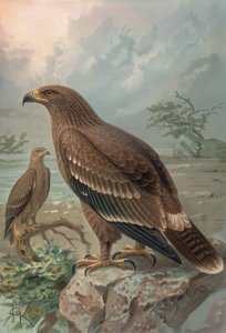 GRAVING-NEPÁLI SAS-NŐK-AQUILA NIPALENSIS
