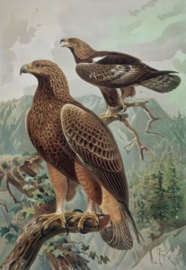 METSZET – ARANY SAS – FELNŐTT HÍM (1) ÉS NŐ (2) AQUYLA CHYSAETUS