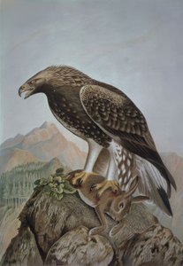 METSZET-LEONADA SAS-FIATAL HÍM - AQUILA CHRYSAETOS