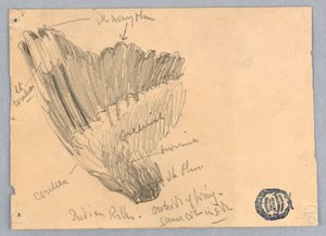 Vázlat egy szárnyról alkotó: Francis Augustus Lathrop