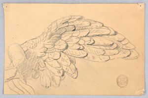 Egy szárny tanulmányozása alkotó: Francis Augustus Lathrop