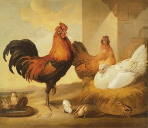 Házi kakas, tyúkok és csibék, 1655