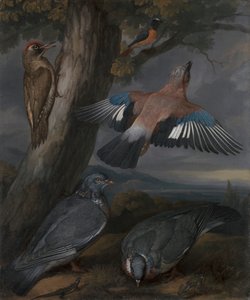 Jay, Zöld harkály, Galambok és Redstart