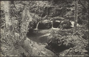Glen Lyn, patak és lombozat