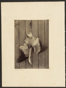 Heron alkotó: Francis Edmond Currey