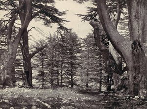 Libanoni cédrusok, kb. 1857. alkotó: Francis Frith