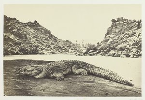 Krokodil a homokparton, 1857. alkotó: Francis Frith