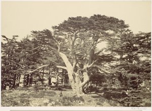 A legnagyobb cédrus, Libanon-hegy alkotó: Francis Frith