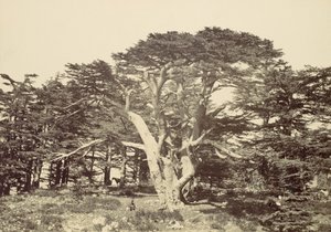 A legnagyobb cédrus, a Libanon-hegy, 1857. alkotó: Francis Frith