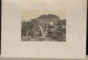 A legnagyobb cédrus, a Libanon-hegy alkotó: Francis Frith
