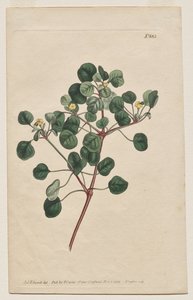 A Botanikai Magazin vagy Virágoskert Megjelenítve: 883. tábla, Euphorbia Petiolaris. Hosszúszárú Spurge alkotó: Francis Sansom