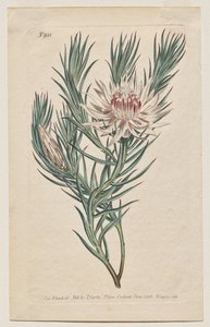 A Botanikai Magazin vagy Virágoskert Megjelenítve: 933. tábla, Protea mucronifolia. Tőrlevelű Protea. [Protea odorata] alkotó: Francis Sansom