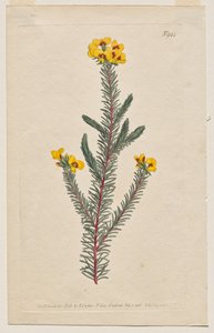 A Botanikai Magazin vagy Virágoskert Megjelenítve: 944. tábla, Dillwynia glaberrima. Simalevelű dillwynnia. [Dillwynia ericifolia gaberrima] alkotó: Francis Sansom