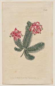 A Botanikai Magazin vagy Virágoskert Megjelenítve: 966. tábla, Erica Elegans. Elegant Heath [Erica glauca] alkotó: Francis Sansom