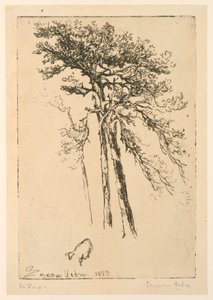 Scotch Firs alkotó: Francis Seymour Haden