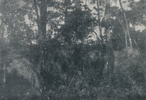Indiai kabinok, 1895