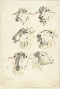 Tanulmányi lap hat birkafejjel alkotó: Franciscus Andreas Milatz (attributed to)