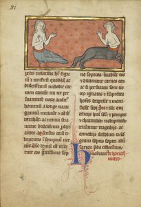 Szirén és kentaur egy bestiáriumból Ms. Ludwig XV 4, fol. 81v, 1280-1300 körül (tempera, toll és tinta, arany levél és festék pergamenre)