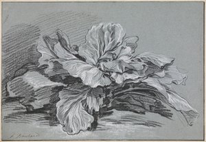 Egy káposzta vizsgálata alkotó: François Boucher