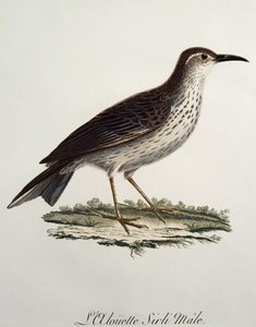 Cape Longbill hím (Certhilauda curvirostris), metszet a Histoire Naturelle des Oiseaux d