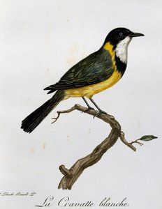 Golden Whistler (Pachycephala pectoralis), metszet az afrikai madarak természetrajzából alkotó: Francois Le Vaillant
