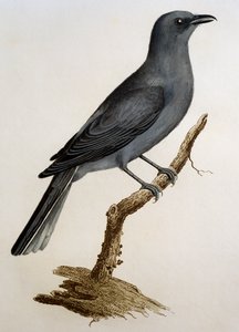 Szürke kakukkfű (Coracina caesia), metszet a Histoire Naturelle des Oiseaux d