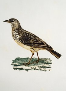 Nagycsőrű pacsirta (Galerida magnirostris), metszet a Histoire Naturelle des Oiseaux d