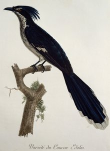 Levaillant kakukk (Clamator levaillantii), metszet a Histoire Naturelle des Oiseaux d