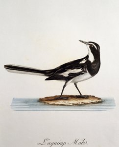 Hím afrikai csicska (Motacilla aguimp), metszet a Histoire Naturelle des Oiseaux d