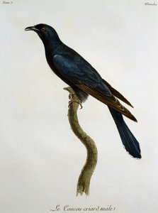 Hím fekete kakukk (Cuculus clamosus), metszet a Histoire Naturelle des Oiseaux d